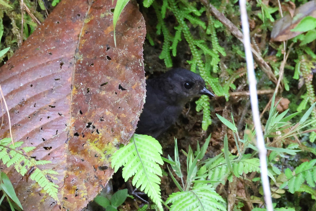 Choco Tapaculo - ML516646501