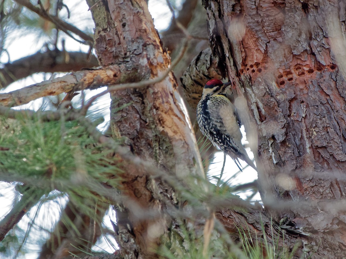 Yellow-bellied Sapsucker - ML51664711