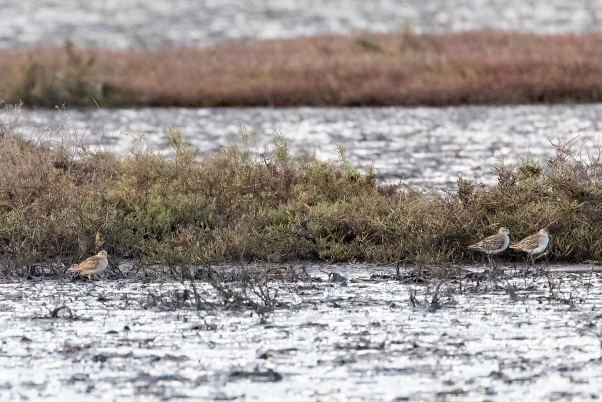 Buff-breasted Sandpiper - ML516647311