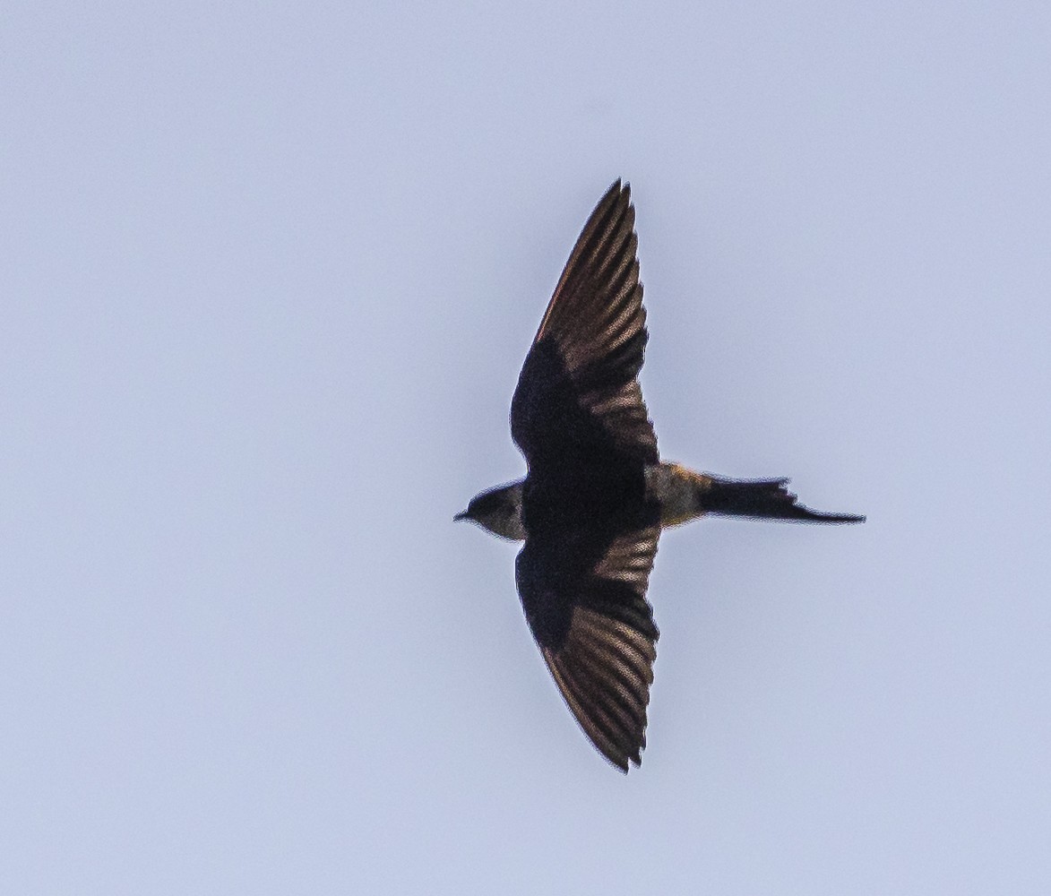 Red-rumped Swallow - David Chang