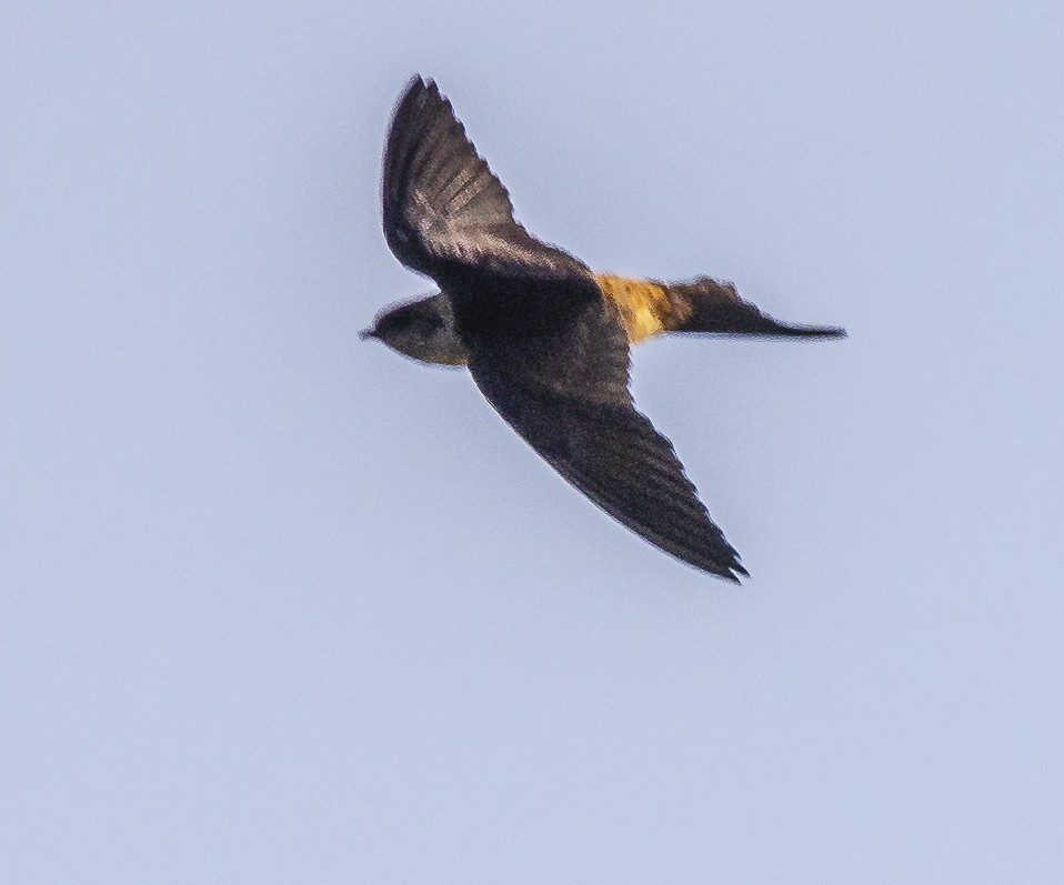 Red-rumped Swallow - ML516647331