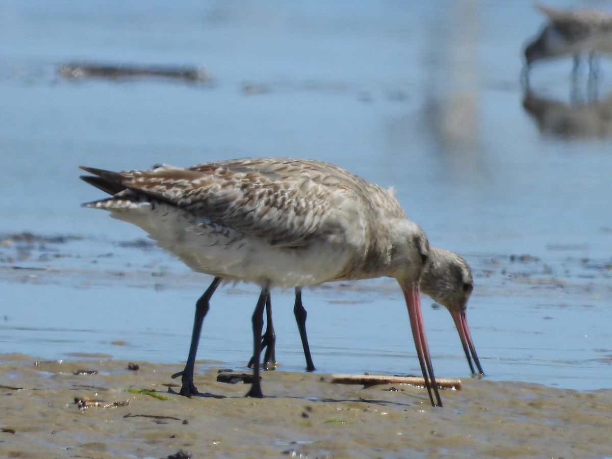 Bar-tailed Godwit - ML516647781