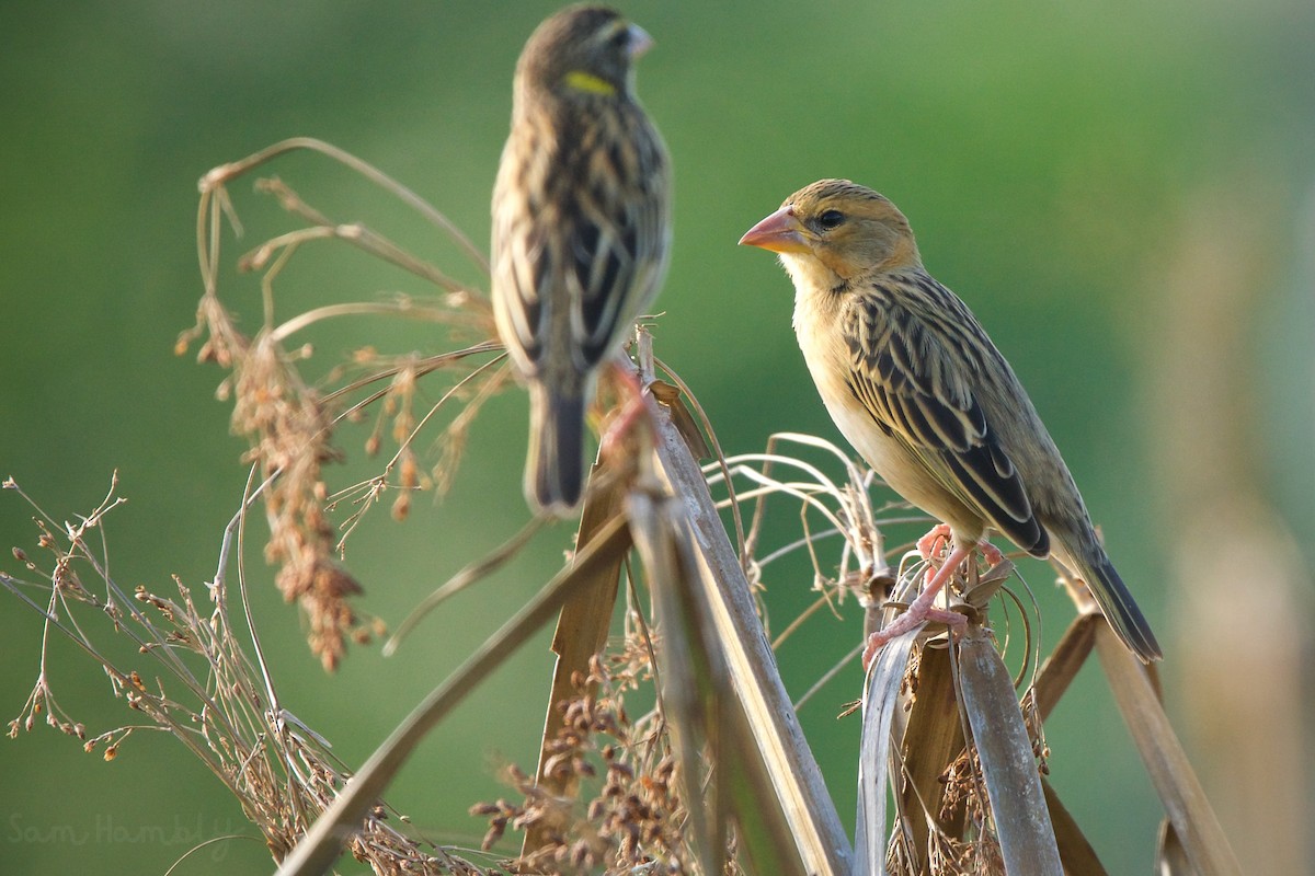 Baya Weaver - Sam Hambly