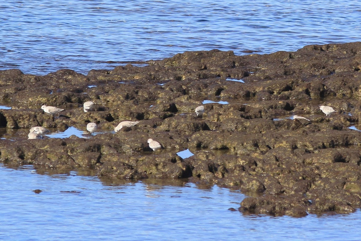 Sanderling - Anthony  Popiel