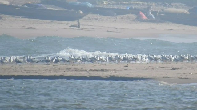 goéland ou mouette sp. - ML516649081