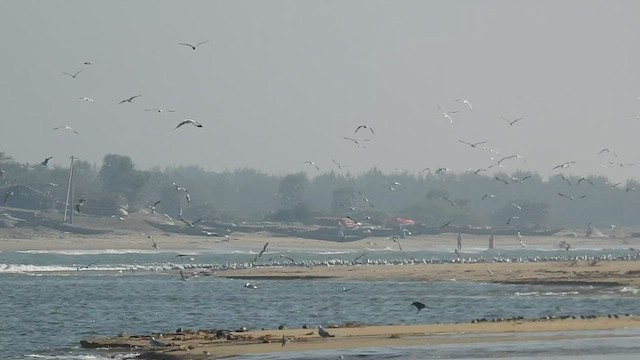 goéland ou mouette sp. - ML516649091