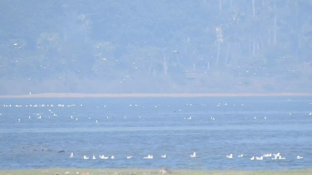 goéland ou mouette sp. - ML516649111