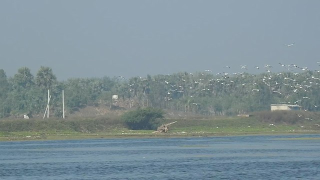 goéland ou mouette sp. - ML516649131