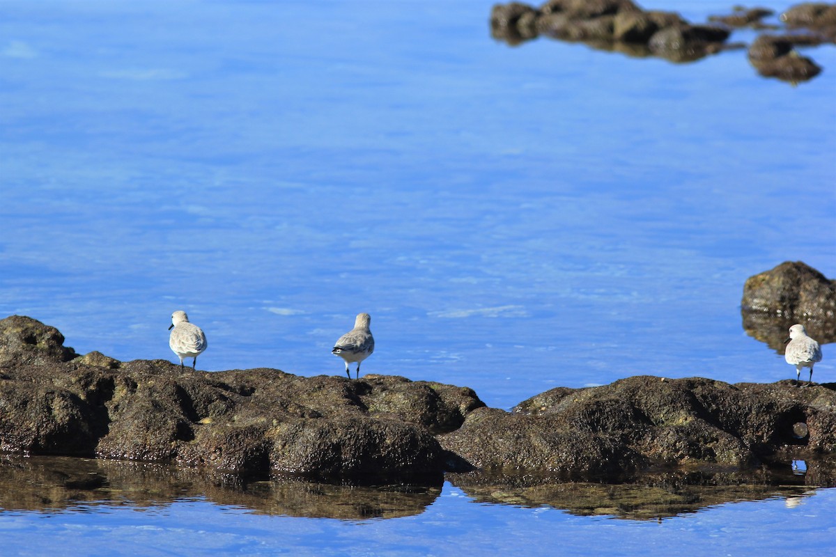 Sanderling - ML516649161