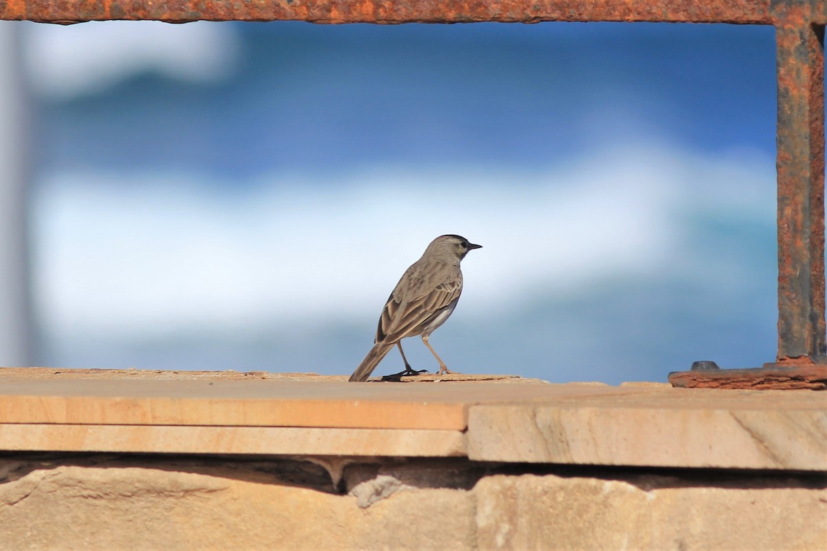 Berthelot's Pipit - Anthony  Popiel