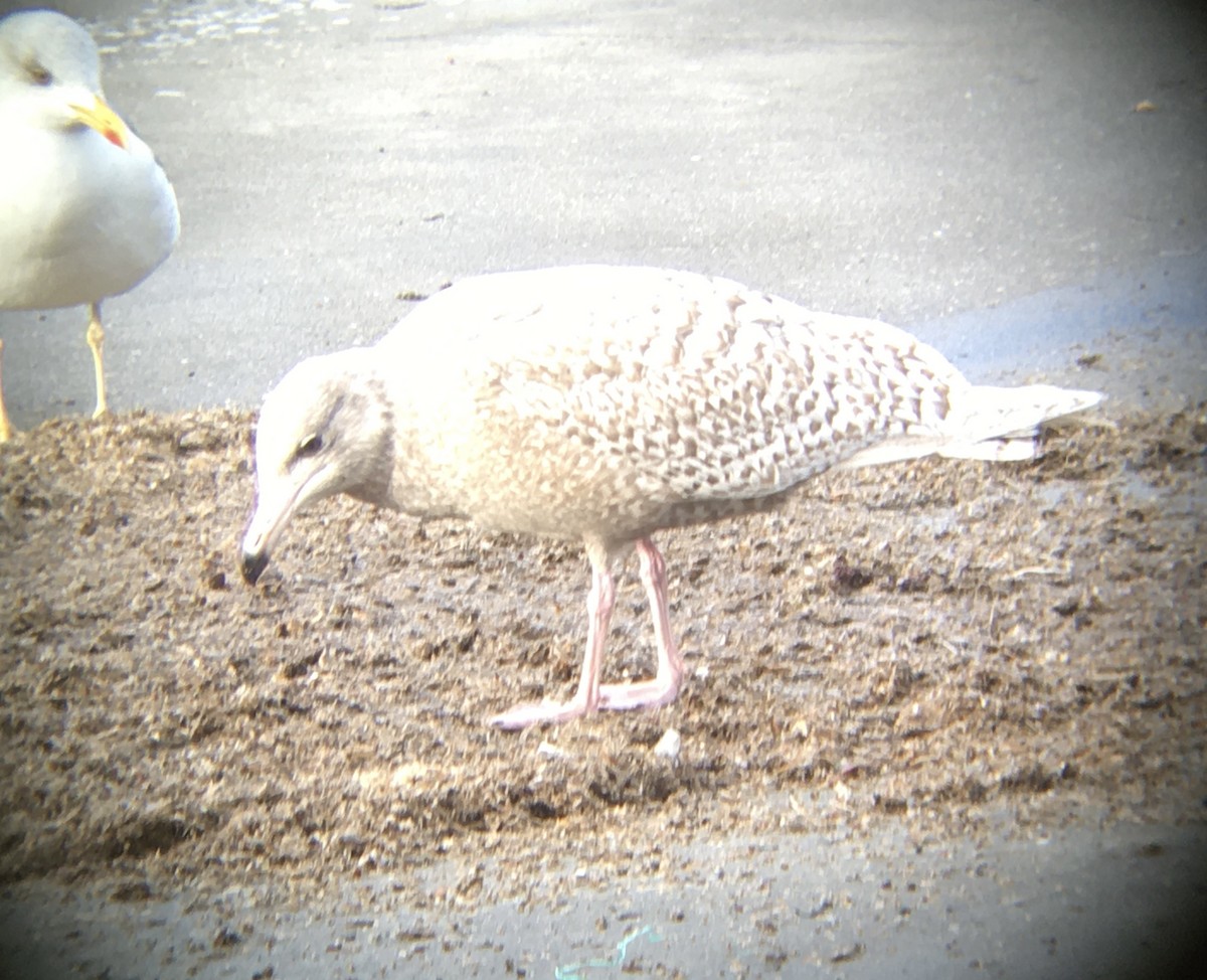 Мөсний цахлай - ML516649371