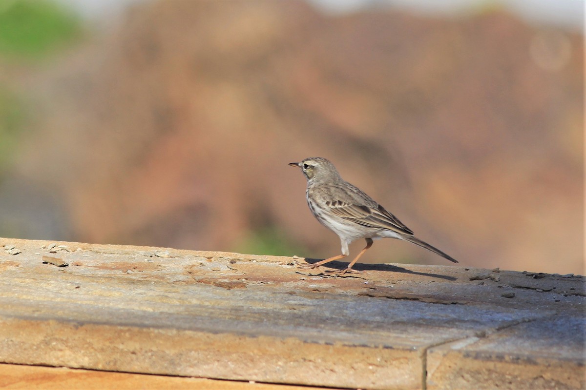 Berthelot's Pipit - ML516649471