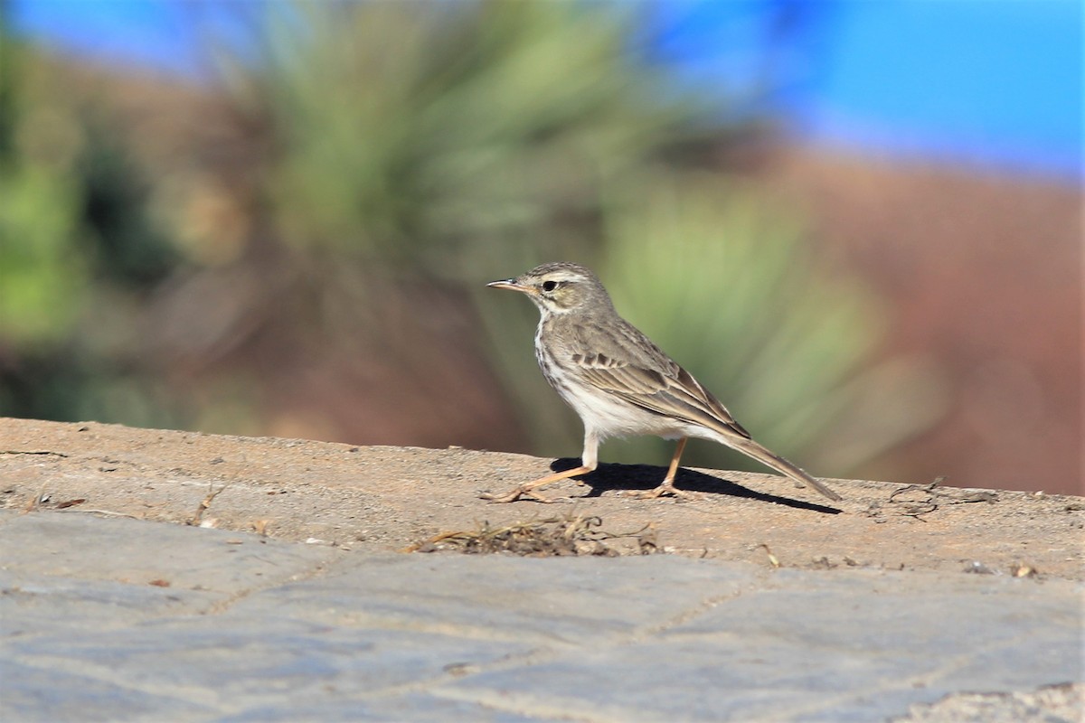 Berthelot's Pipit - Anthony  Popiel