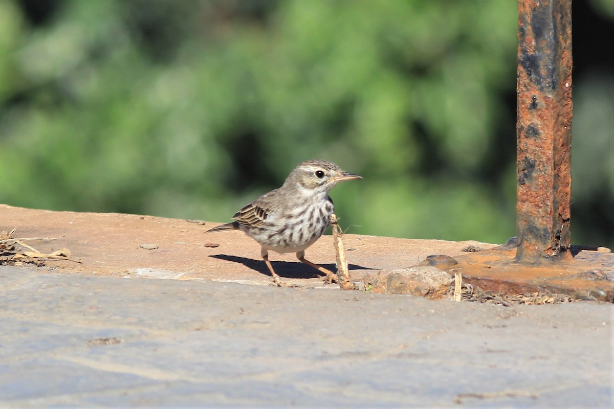 Berthelot's Pipit - Anthony  Popiel