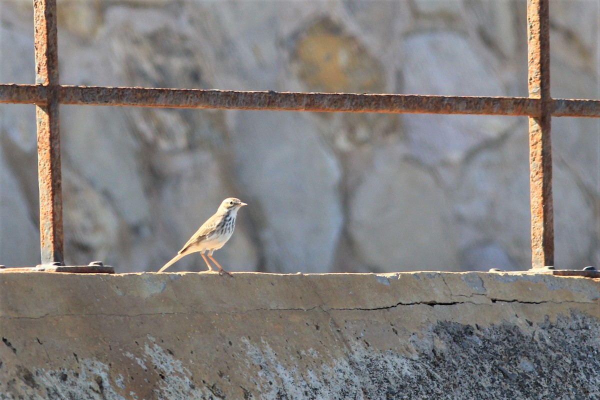 Berthelot's Pipit - Anthony  Popiel