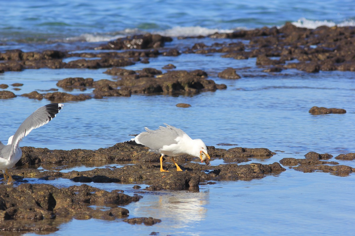 Yellow-legged Gull - ML516649891