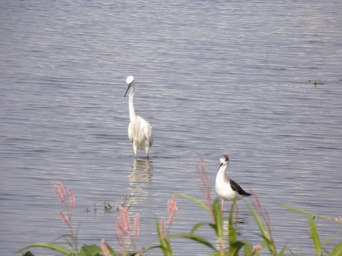 Black-winged Stilt - ML516649941