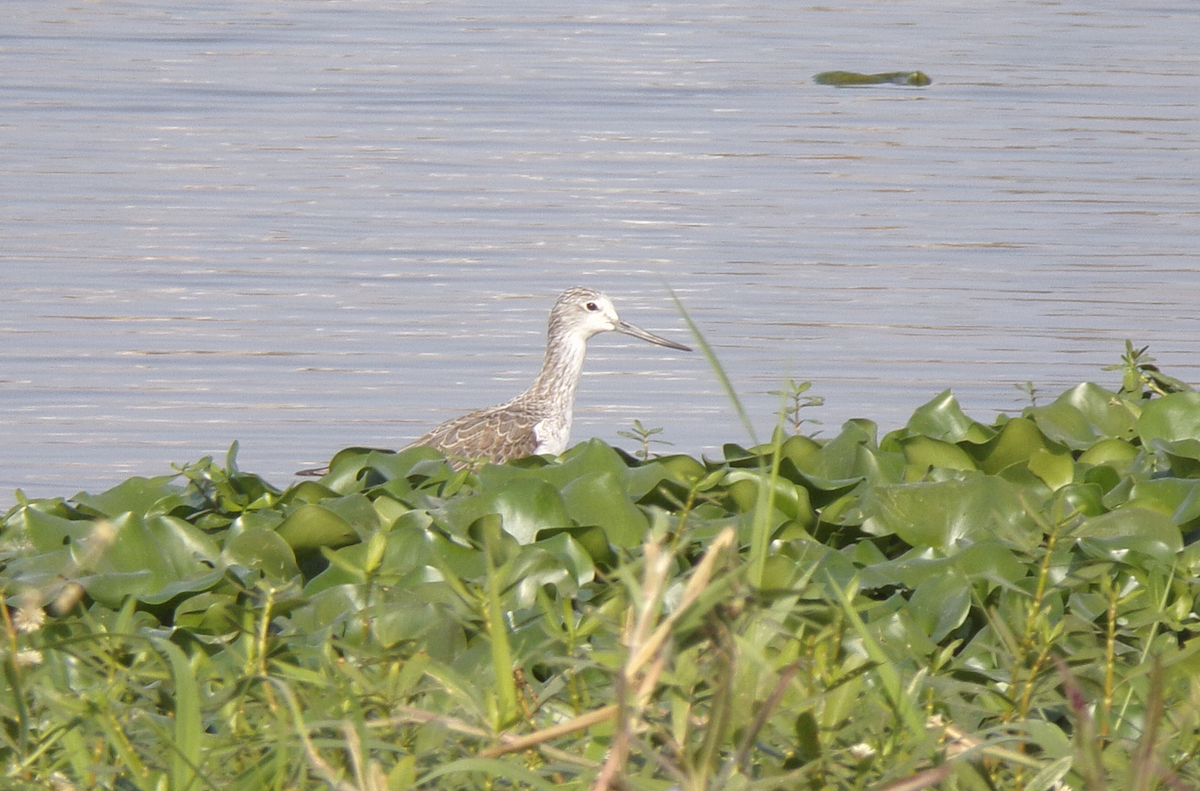 Common Greenshank - ML516650331