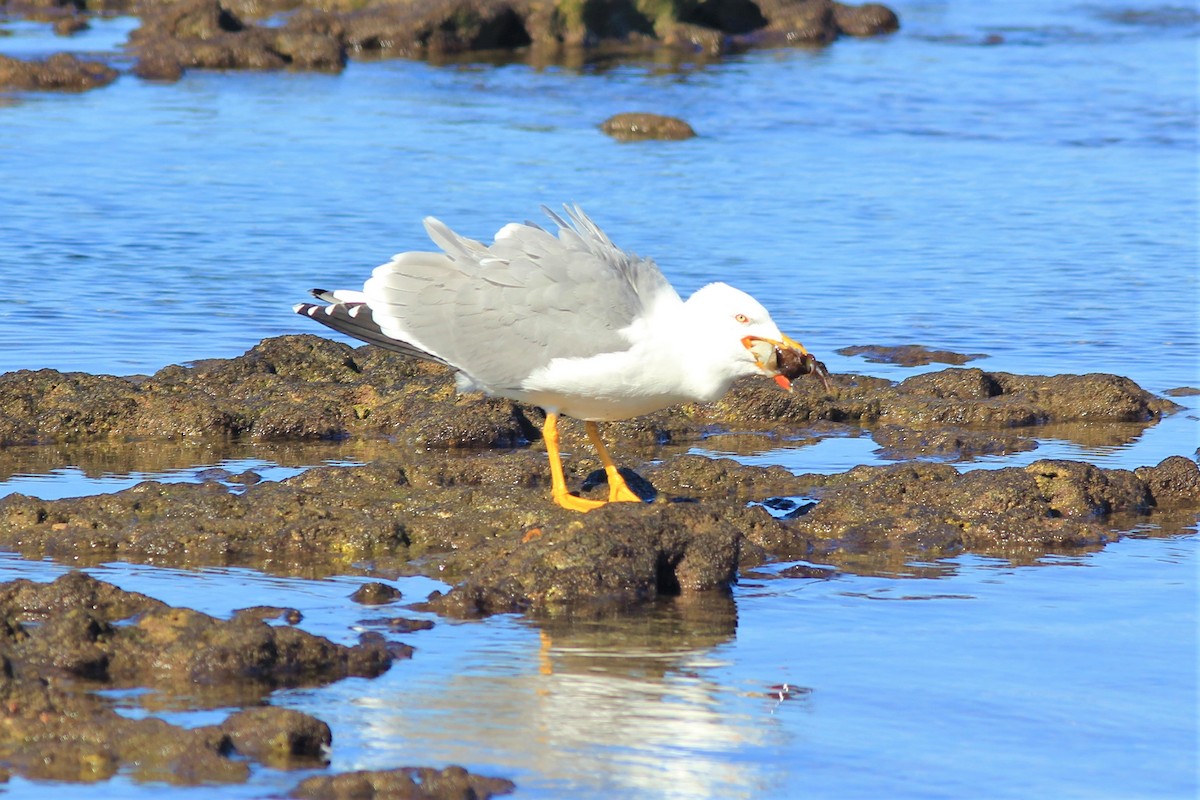 Yellow-legged Gull - Anthony  Popiel