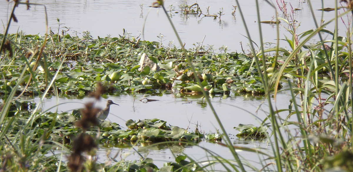 Wood Sandpiper - ML516650441