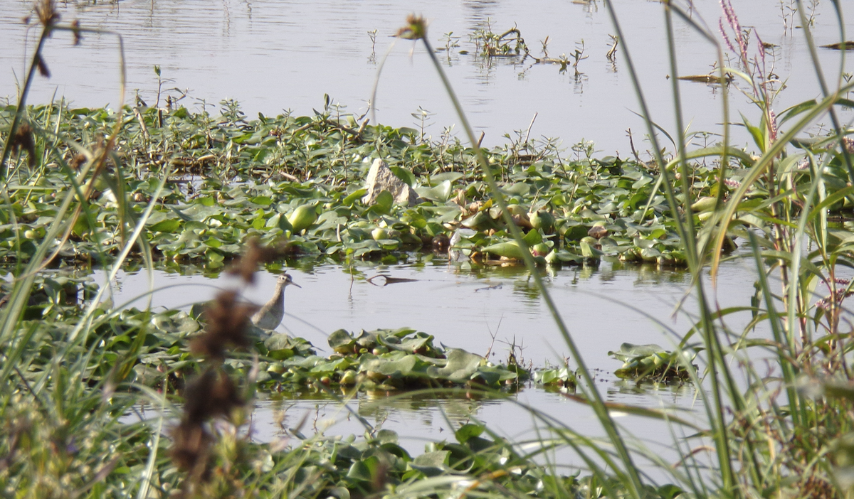 Wood Sandpiper - ML516650491