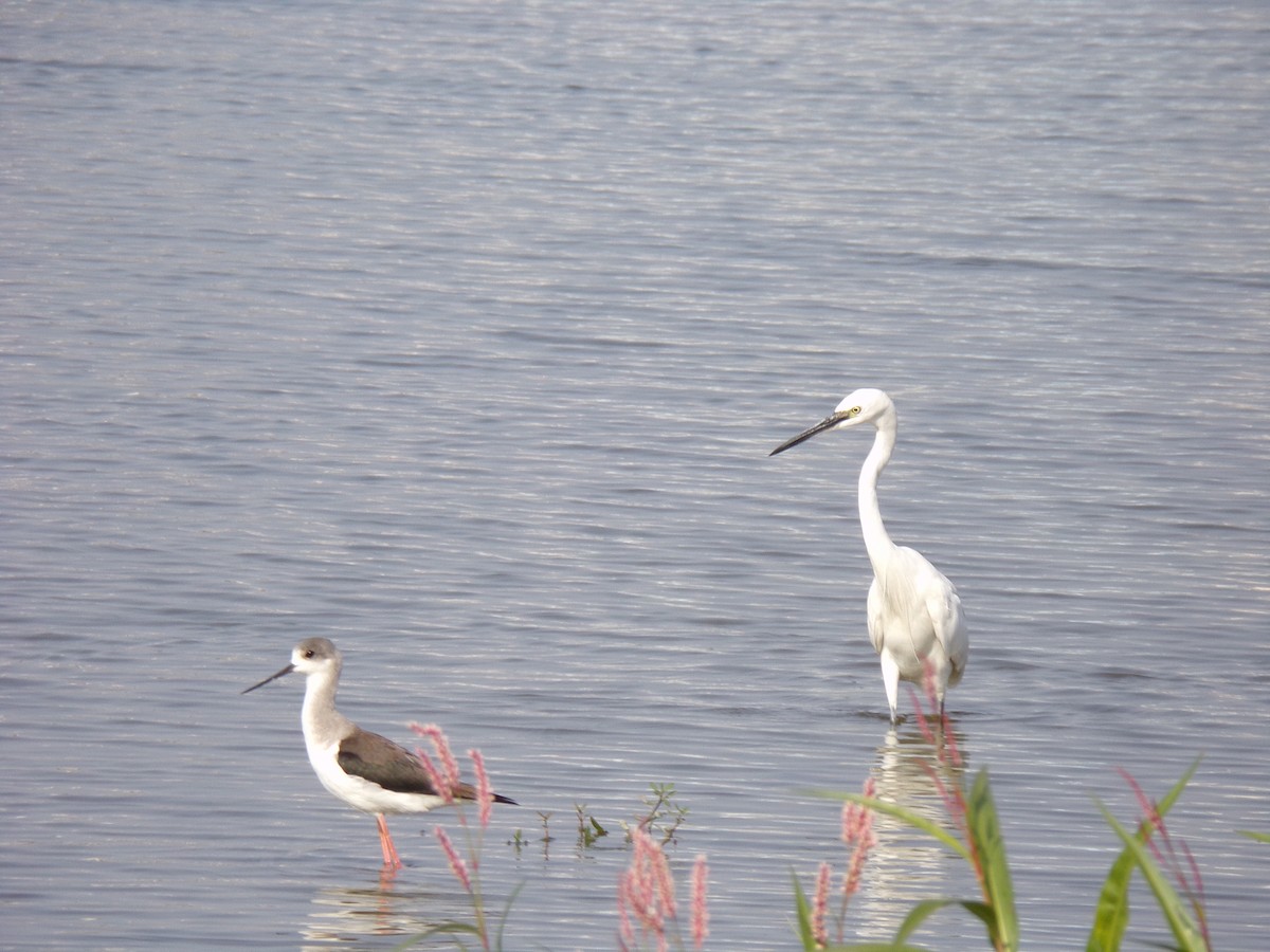 Little Egret - ML516650531