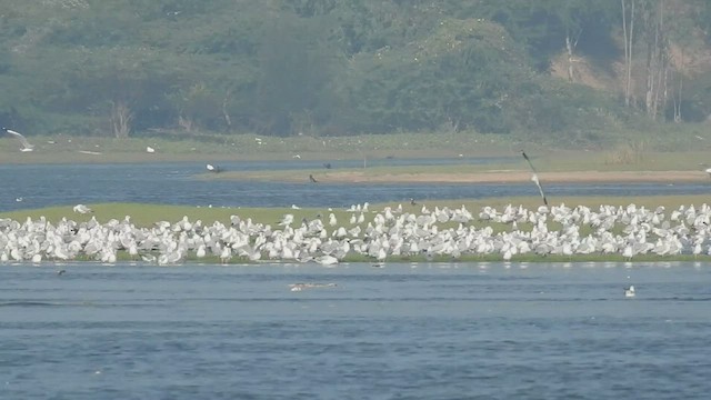 goéland ou mouette sp. - ML516650671