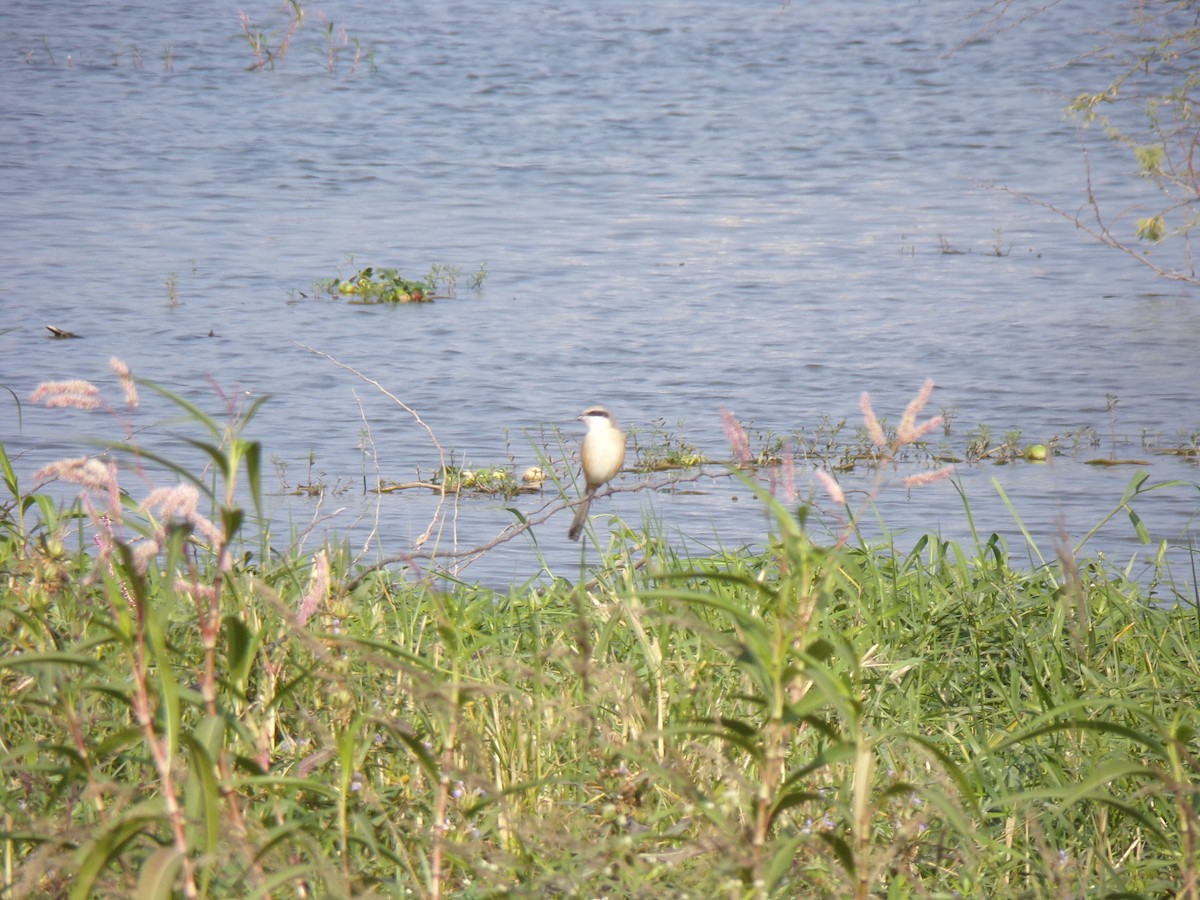 Long-tailed Shrike - ML516650721