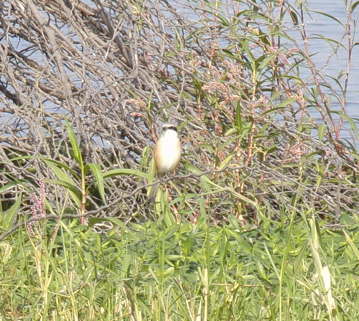 Long-tailed Shrike - ML516650791