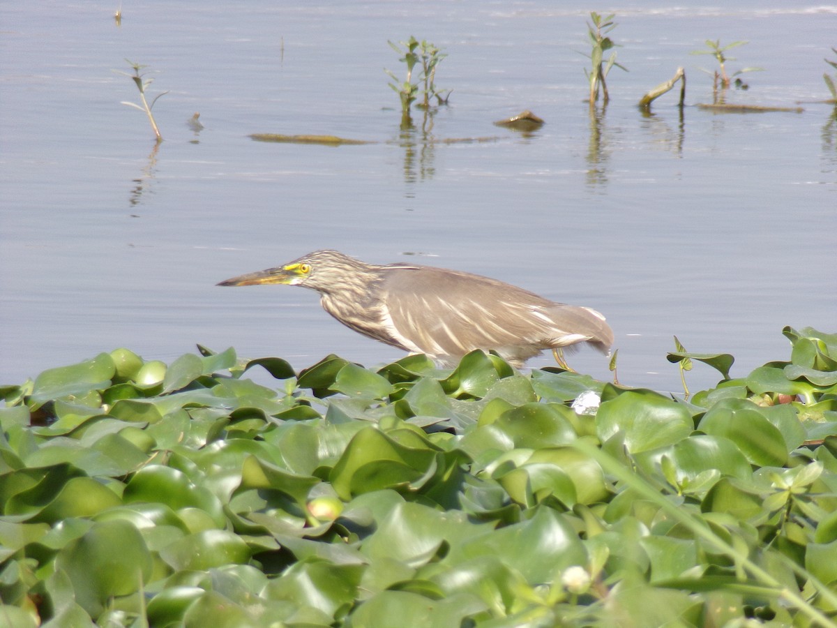 Indian Pond-Heron - ML516650801