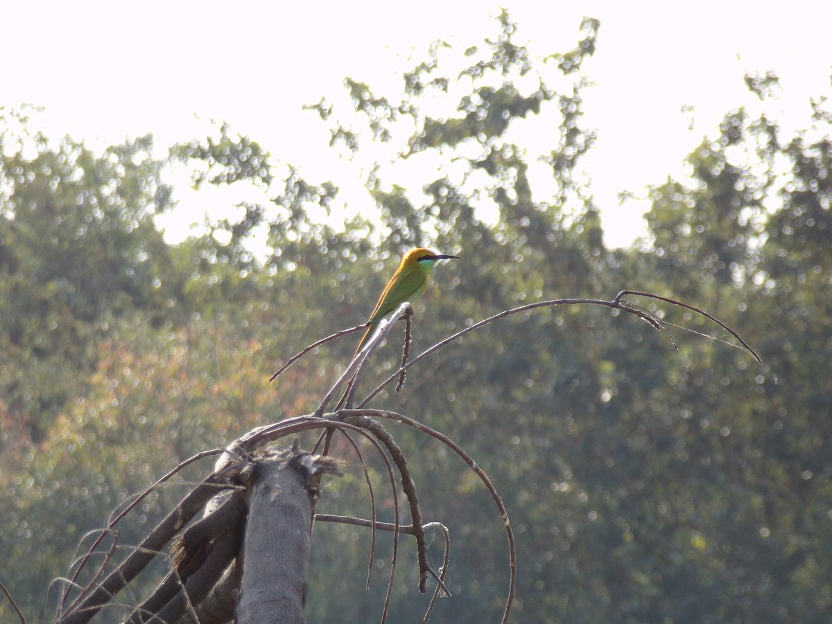 Asian Green Bee-eater - ML516650821
