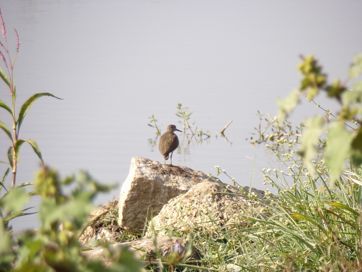 Common Sandpiper - ML516650831