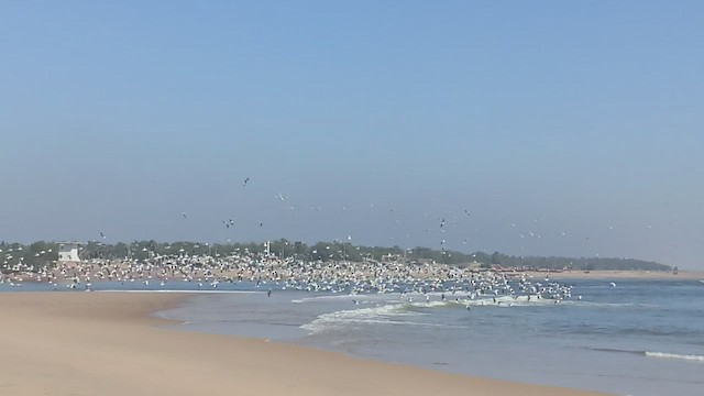 עיטם לבן-גחון - ML516650901