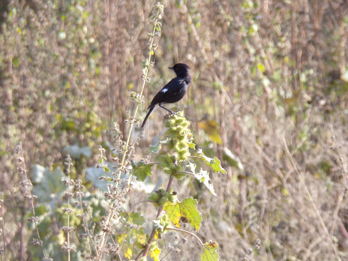 Pied Bushchat - ML516650921