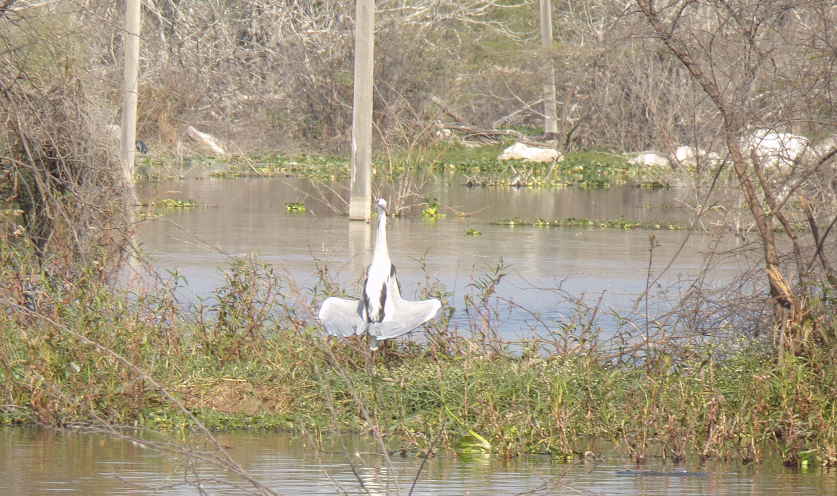 Gray Heron - ML516651011