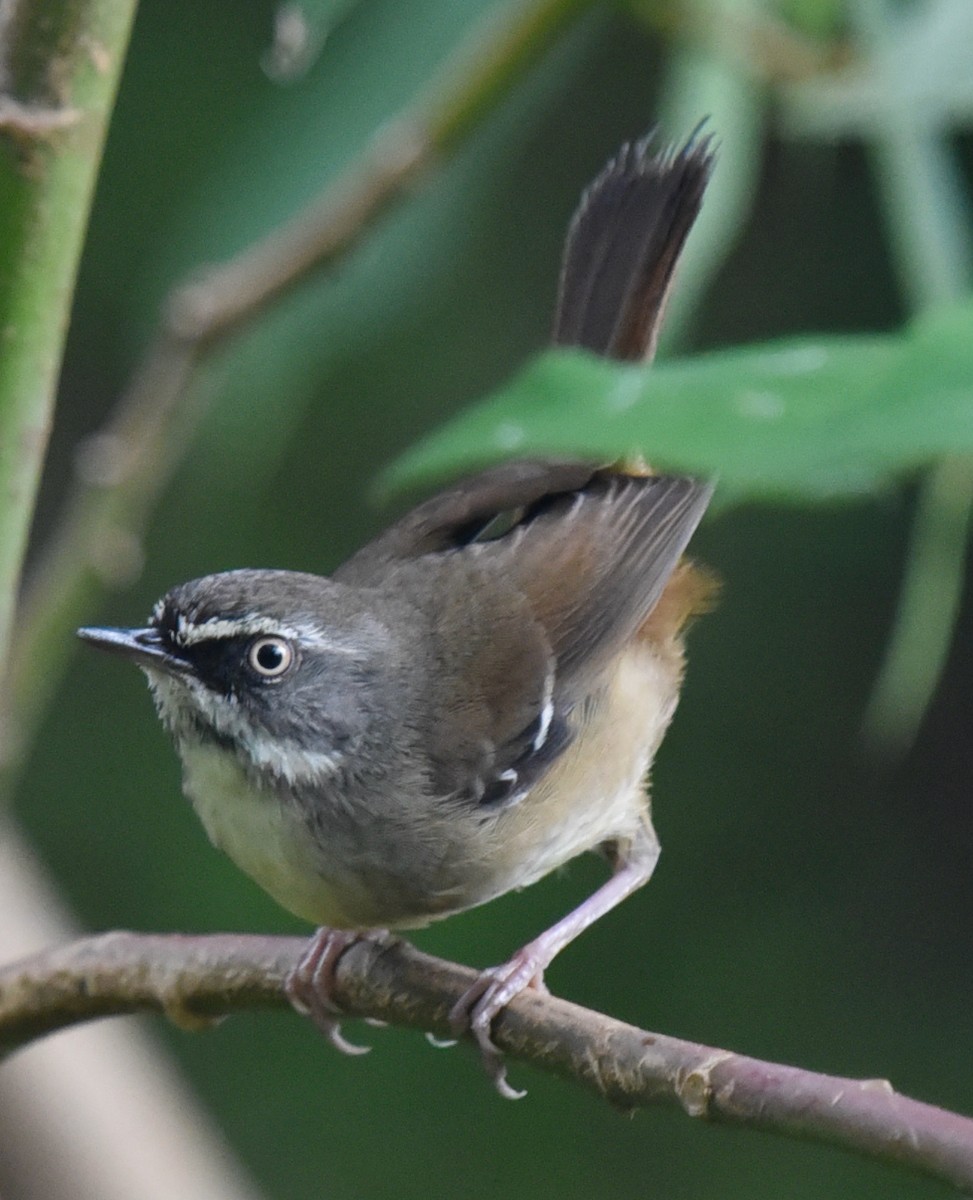 White-browed Scrubwren - ML516651141