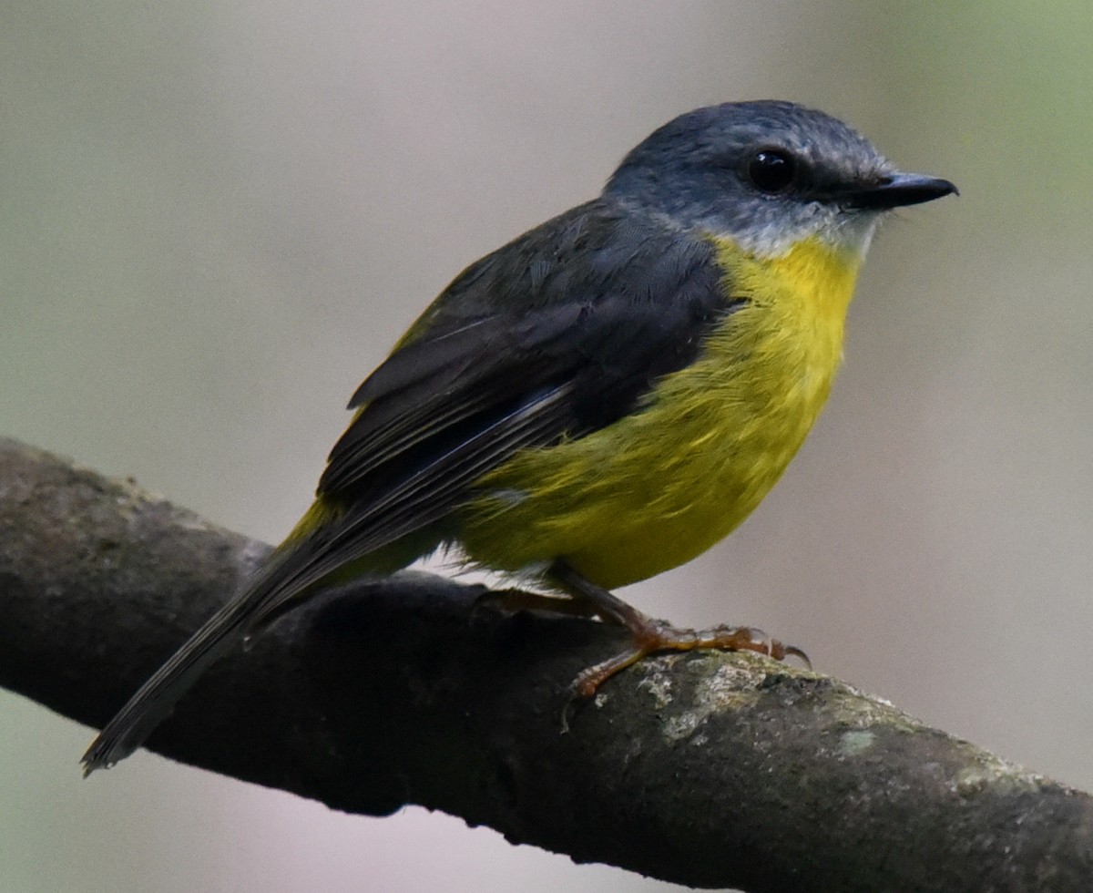 Eastern Yellow Robin - ML516651161