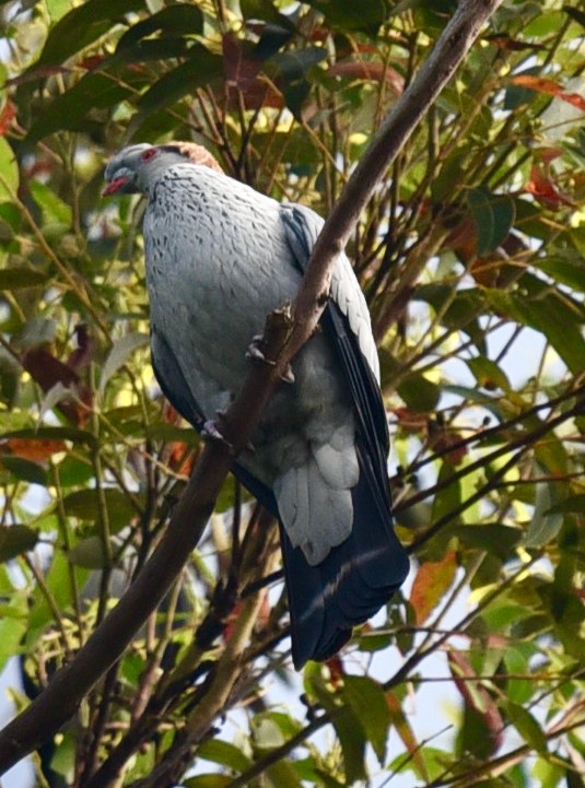 Topknot Pigeon - ML516651601