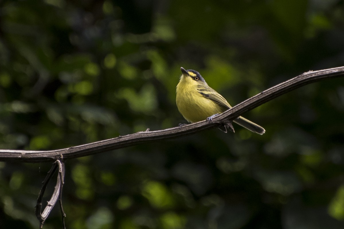 Gray-headed Tody-Flycatcher - Luiz Carlos Ramassotti
