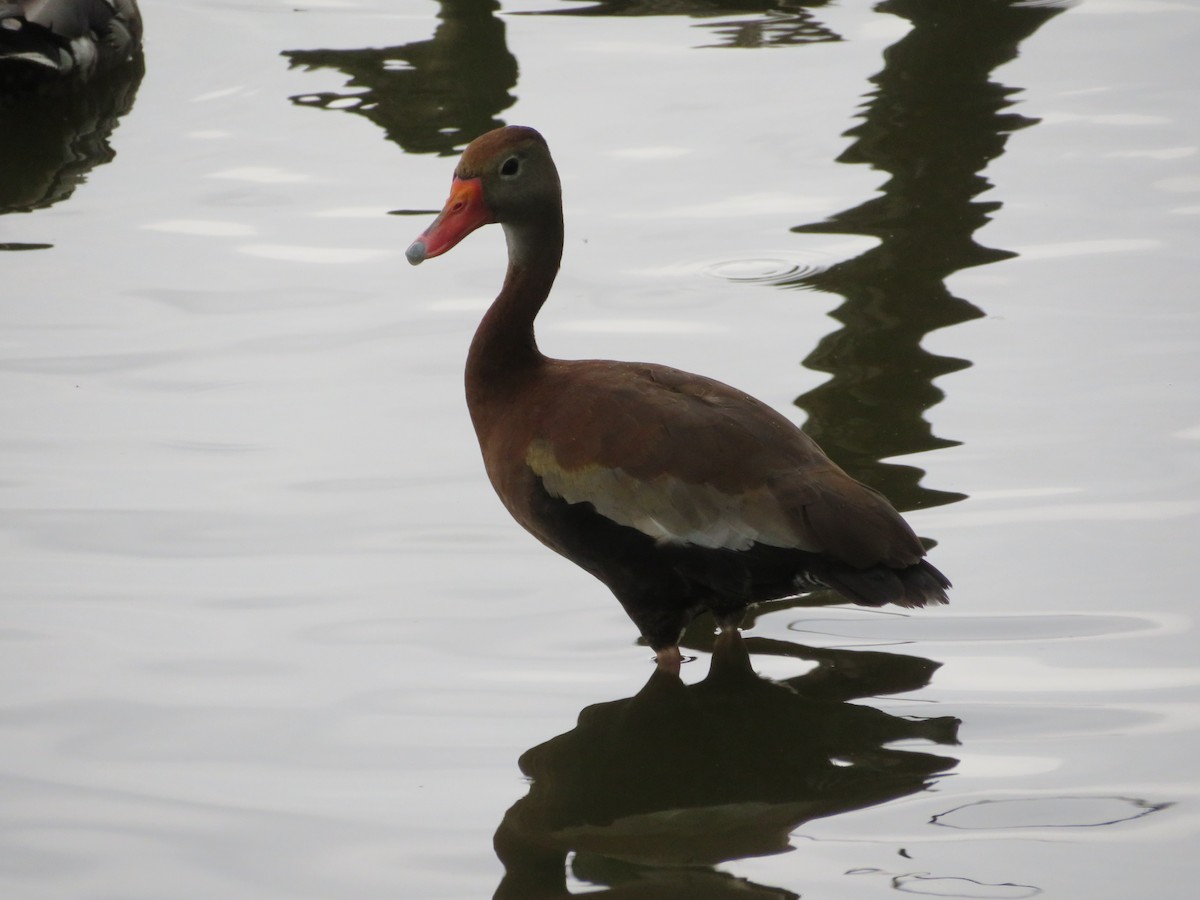 Black-bellied Whistling-Duck - ML516652881