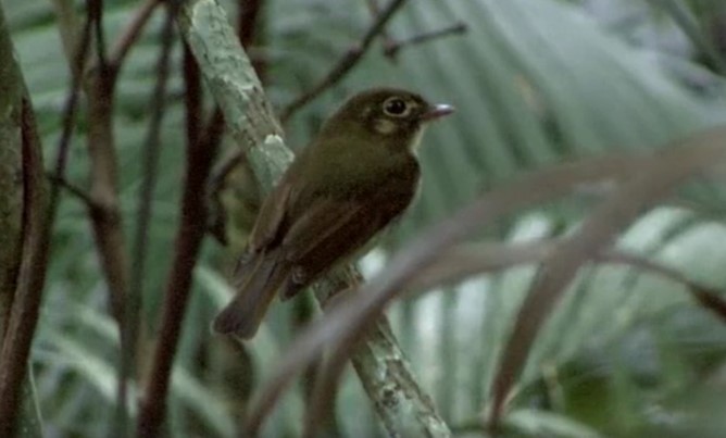 Russet-winged Spadebill - ML516654541