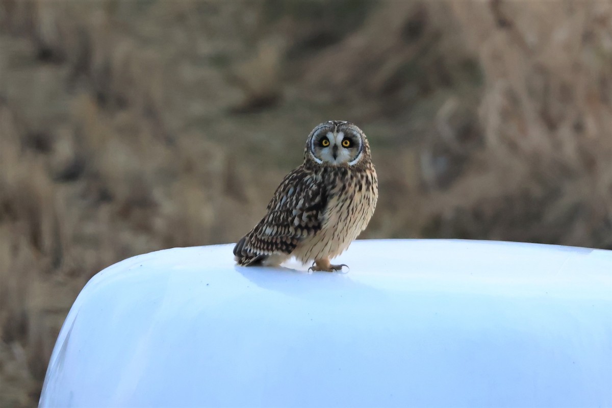 Short-eared Owl - ML516654821