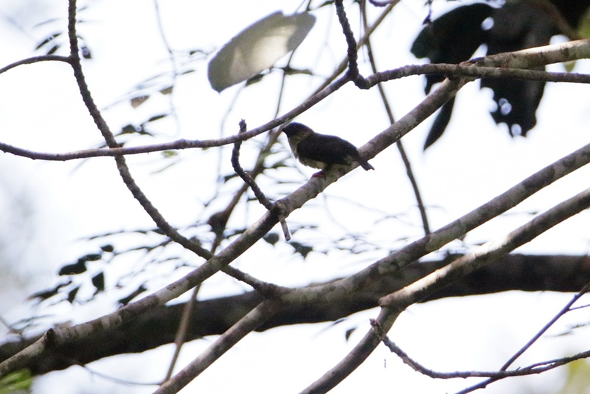 Sooty Barbet - Magdalena Jędro