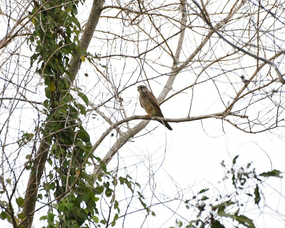 Eurasian Kestrel - ML516655001