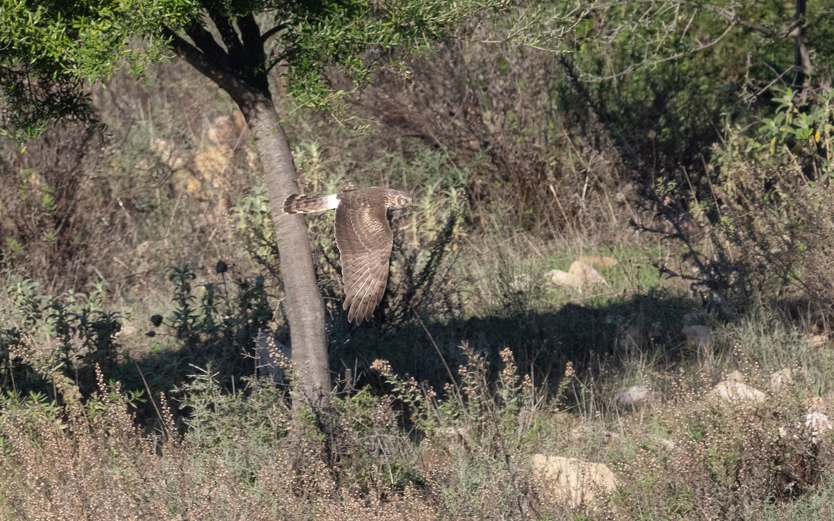 Hen Harrier - ML516656381