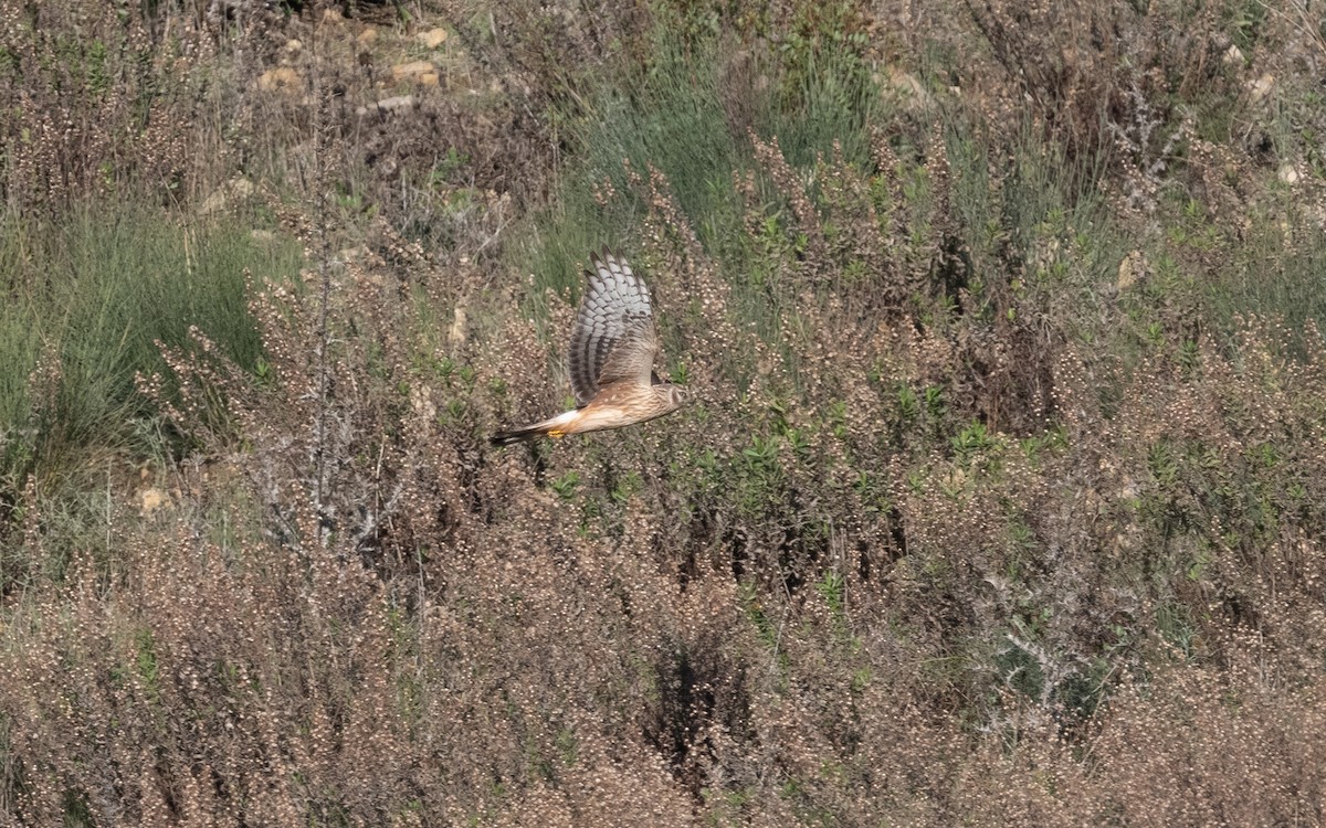 Hen Harrier - ML516656391