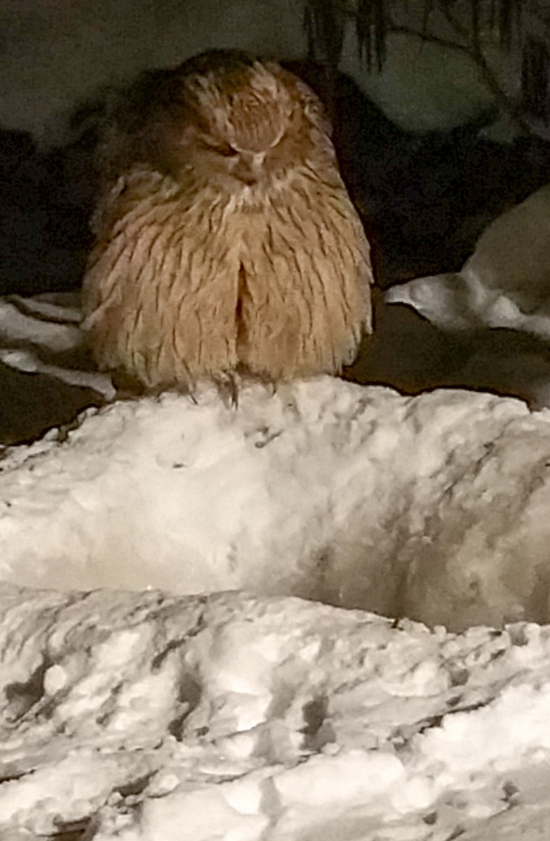 Blakiston's Fish-Owl - ML51665741