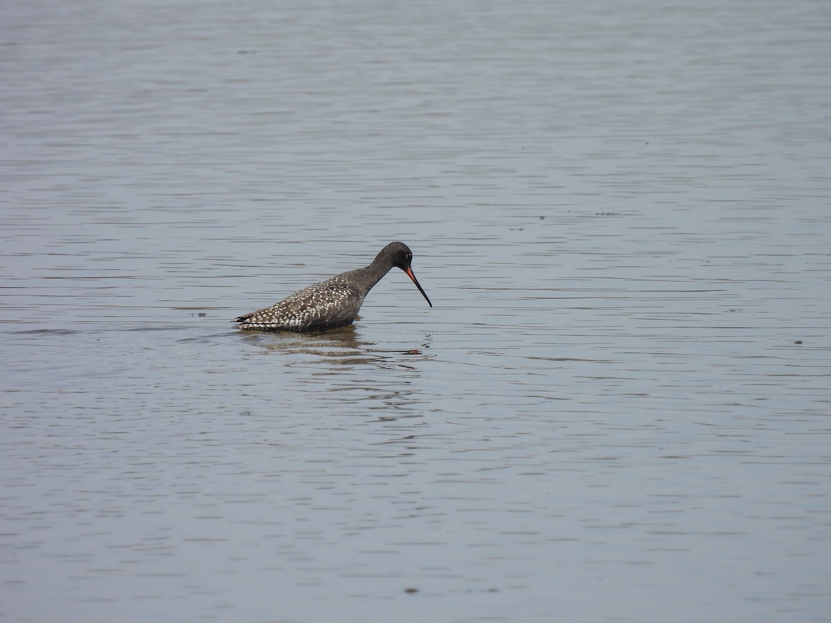 Spotted Redshank - ML516657481