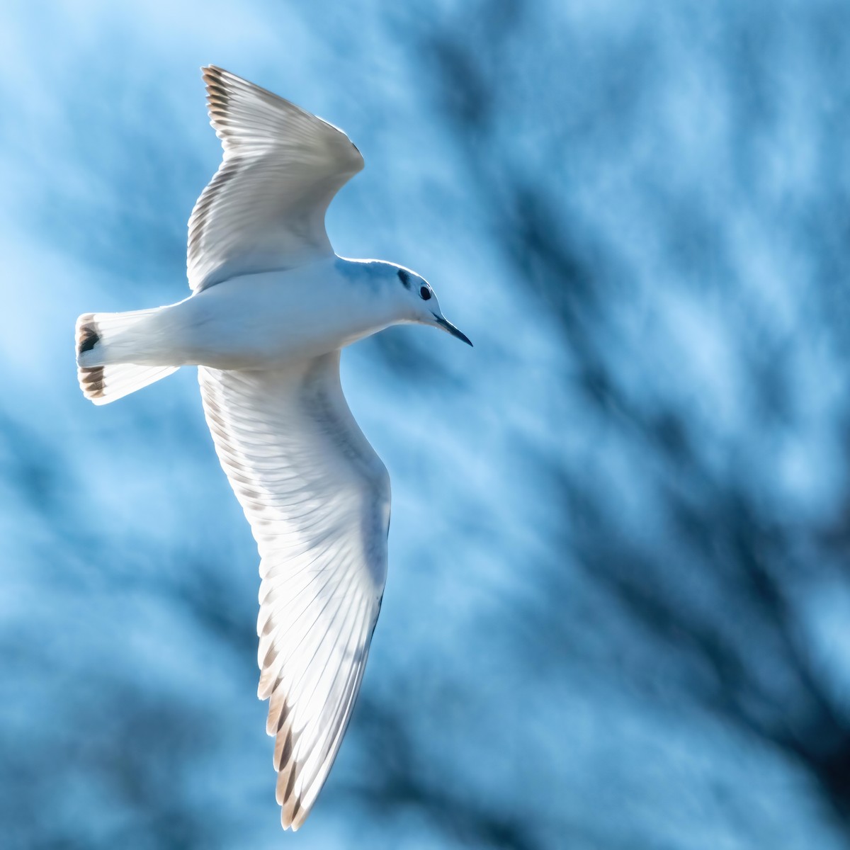 Mouette de Bonaparte - ML516659071