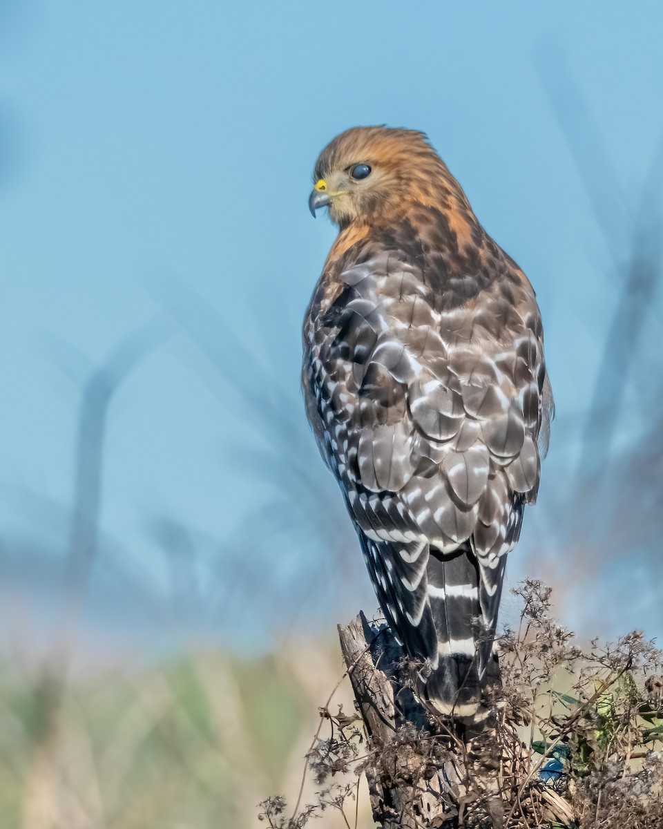 Red-shouldered Hawk - ML516659151